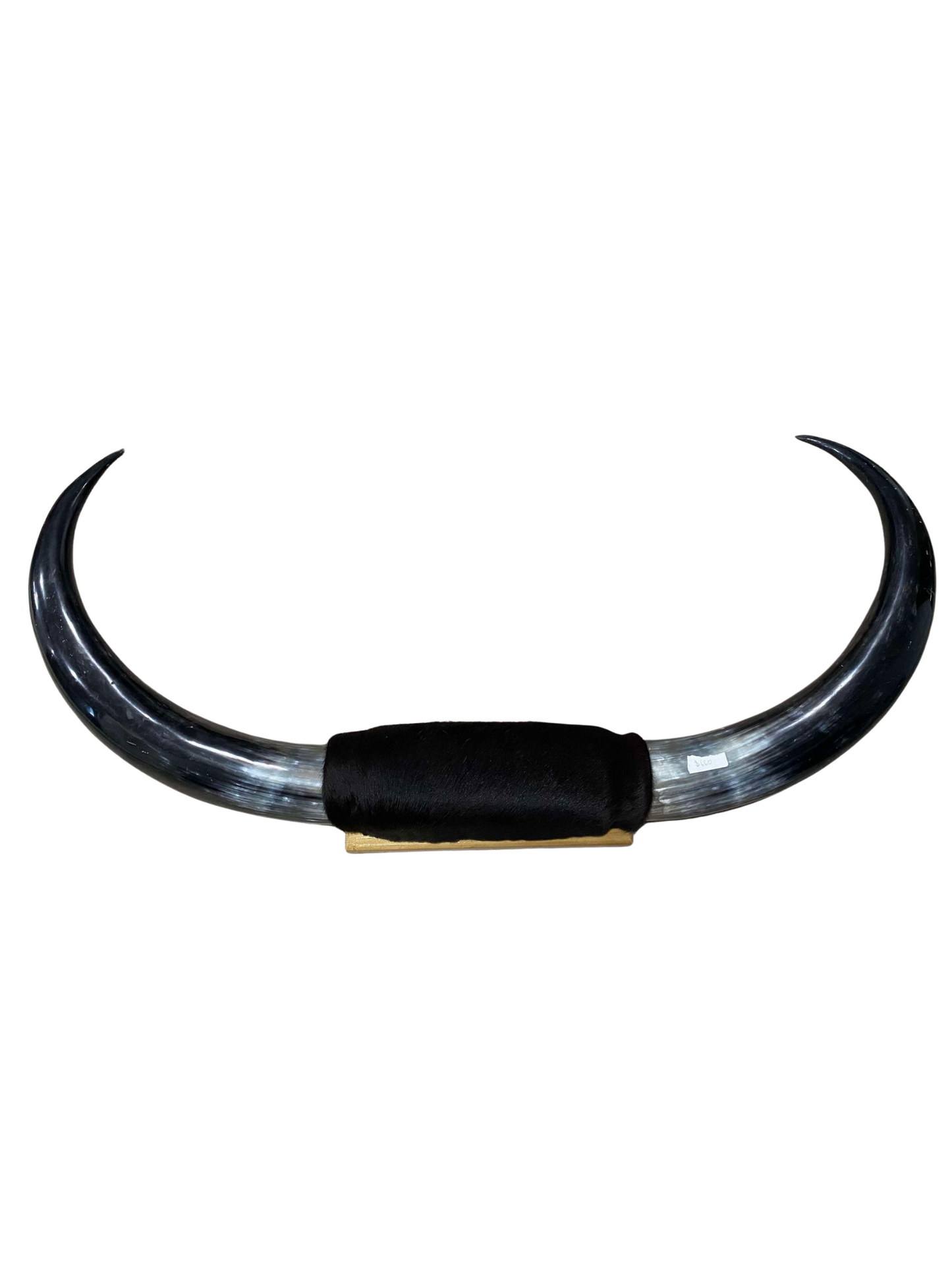 XXL Horns Black hide Black horns