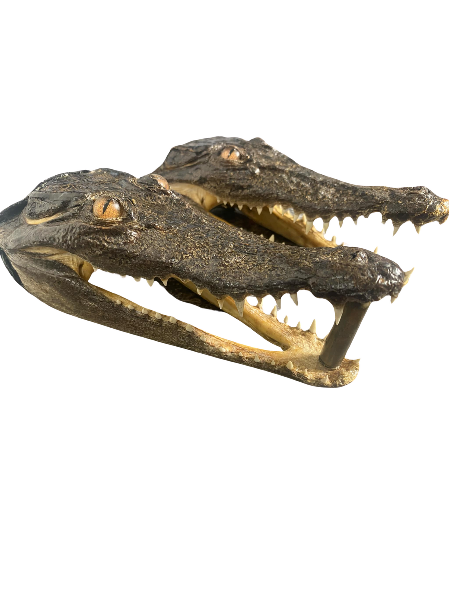 Taxidermied Saltwater Crocodile Skull
