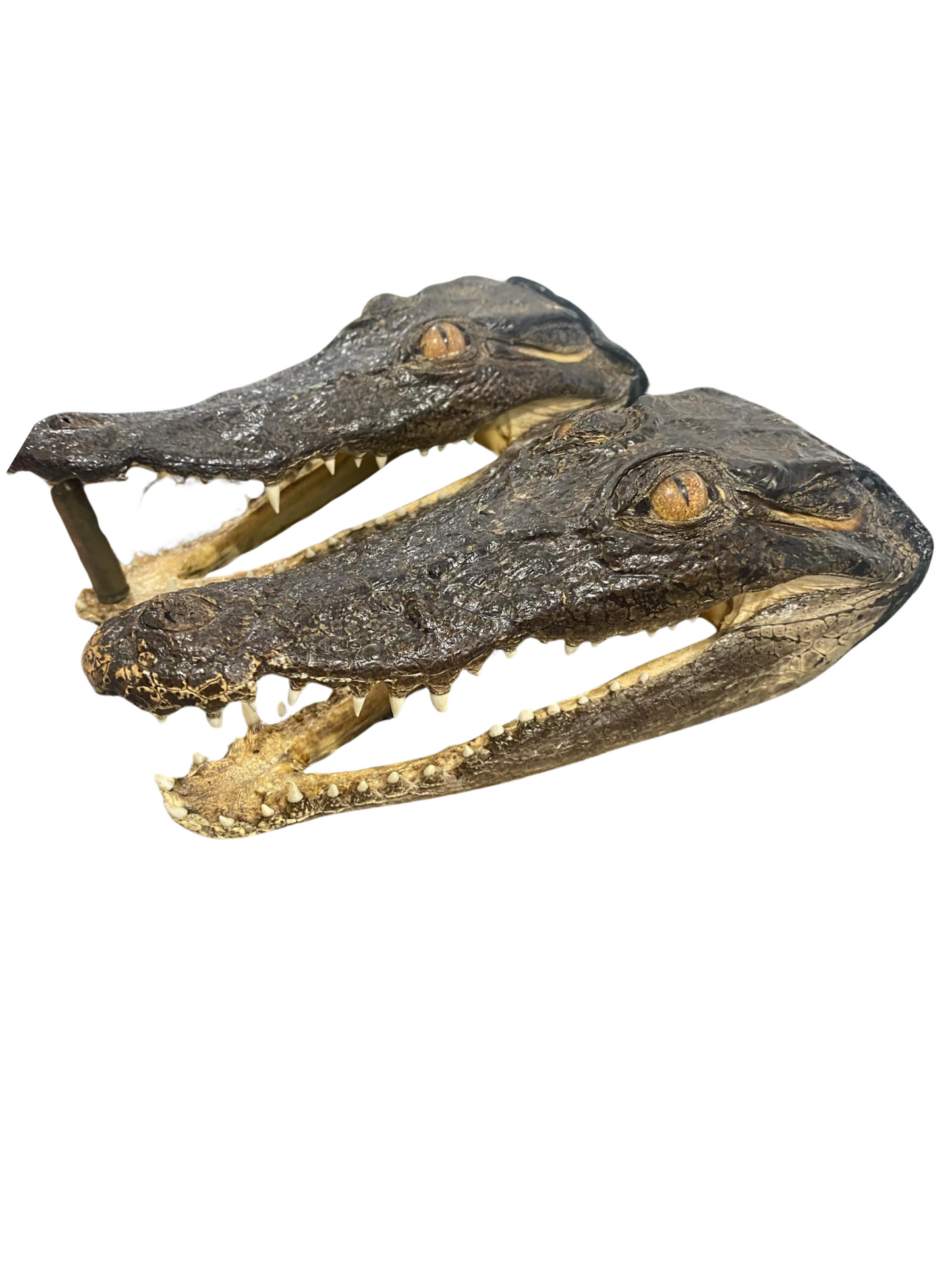 Taxidermied Saltwater Crocodile Skull