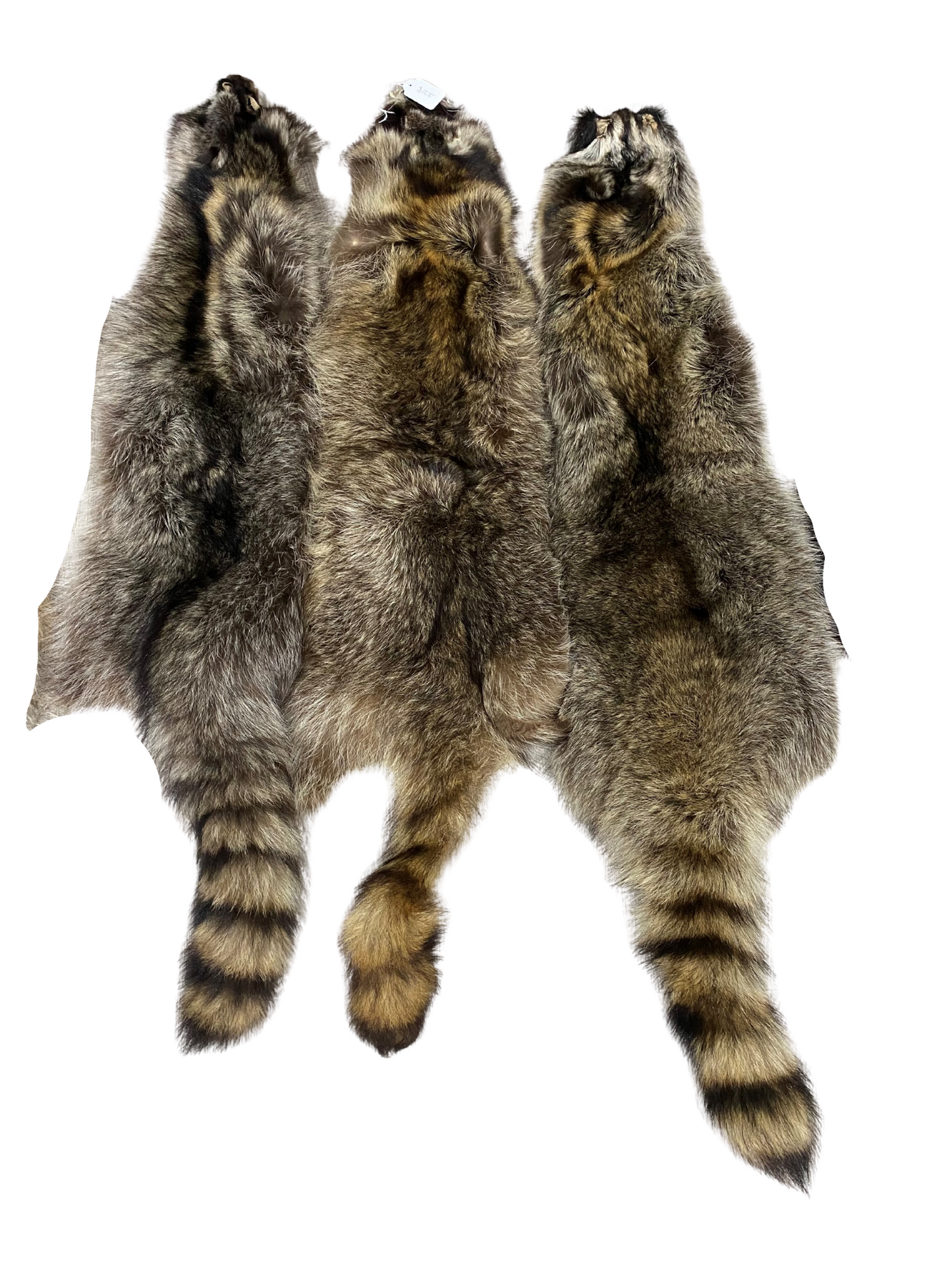 Raccoon