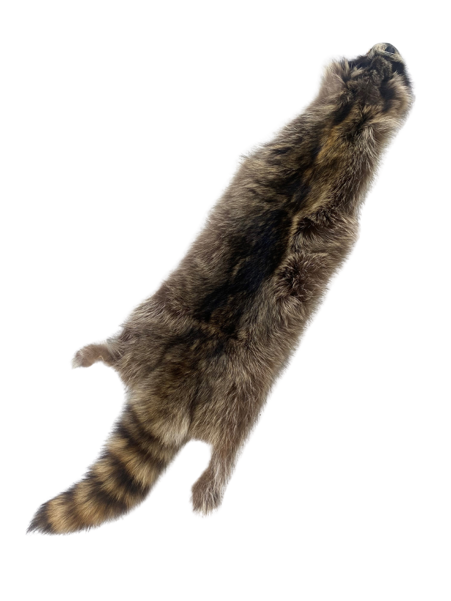 Raccoon