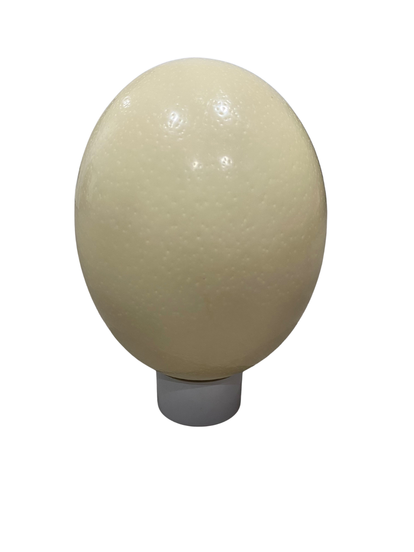 Ostrich egg (blown)