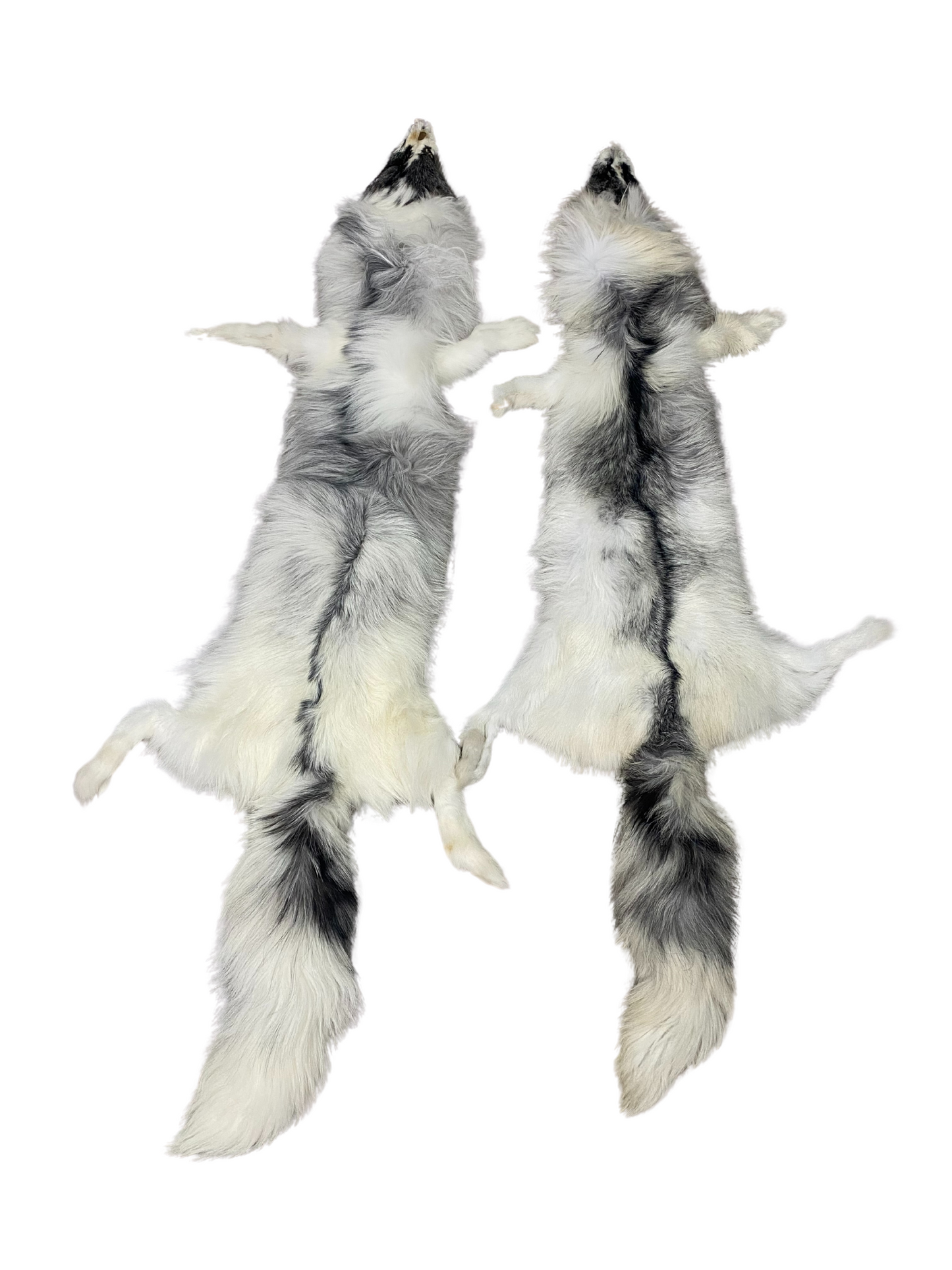Canadian Marble Fox skin