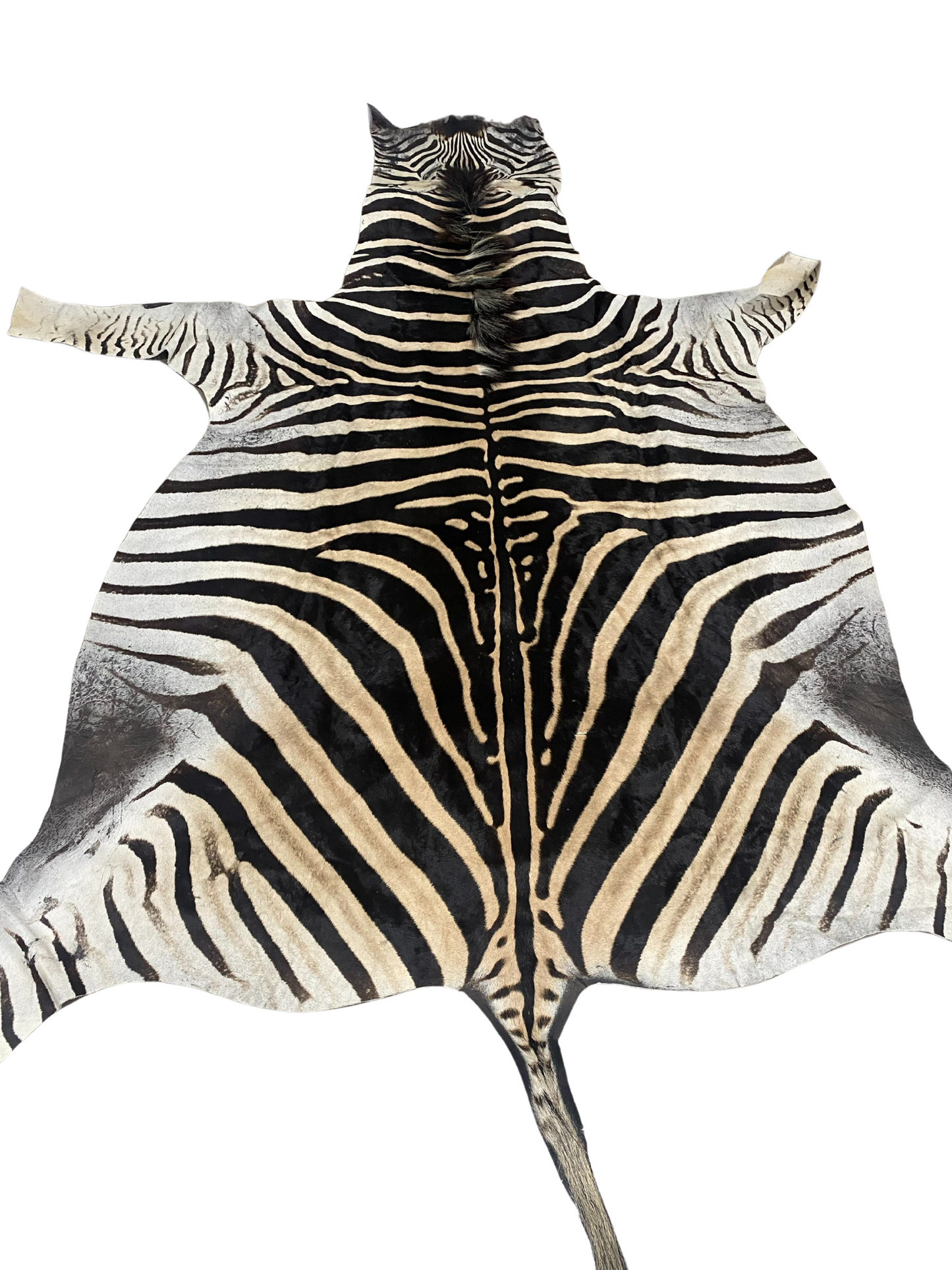 Burchell's Zebra Skin