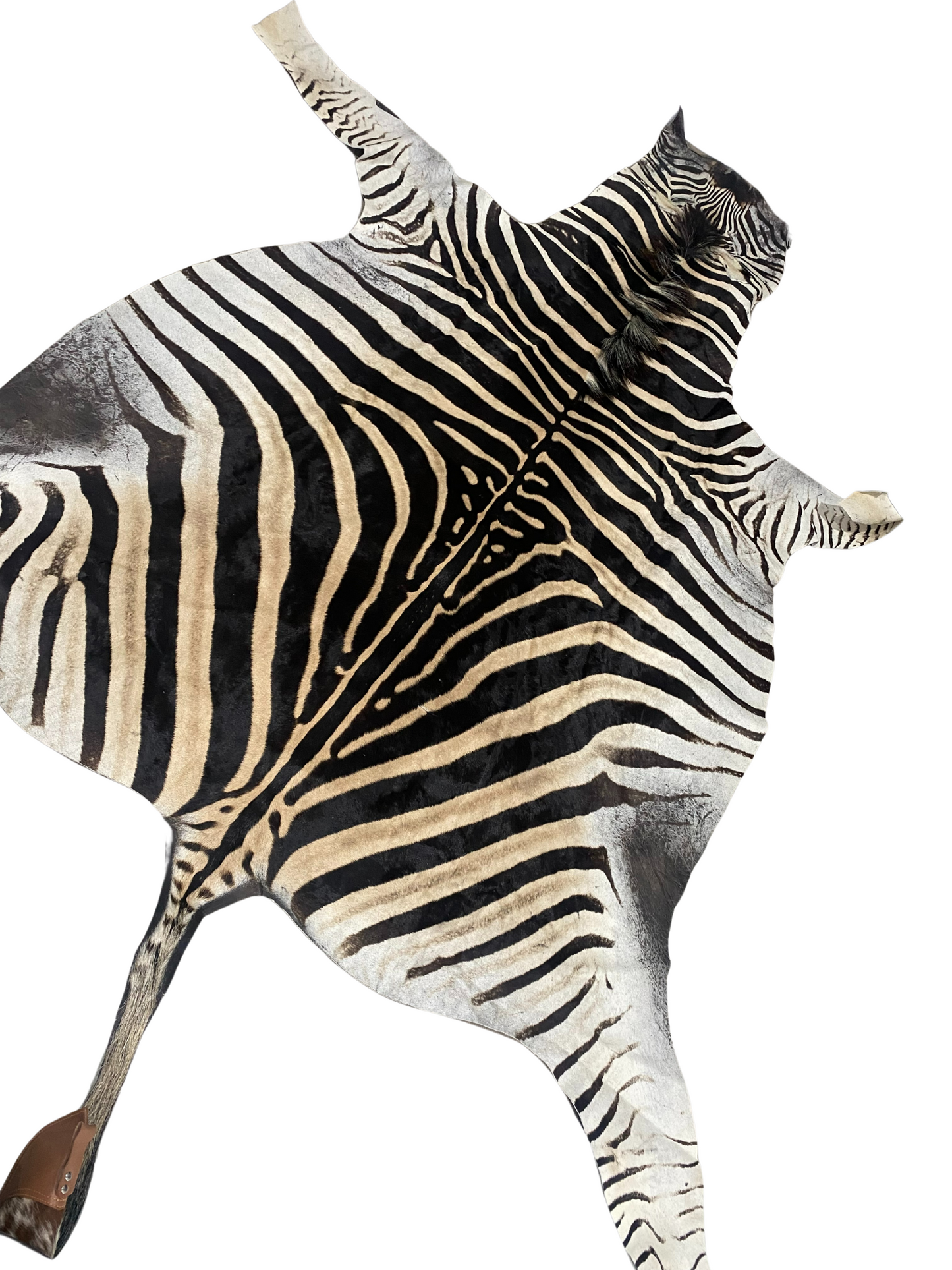 Burchell's Zebra Skin