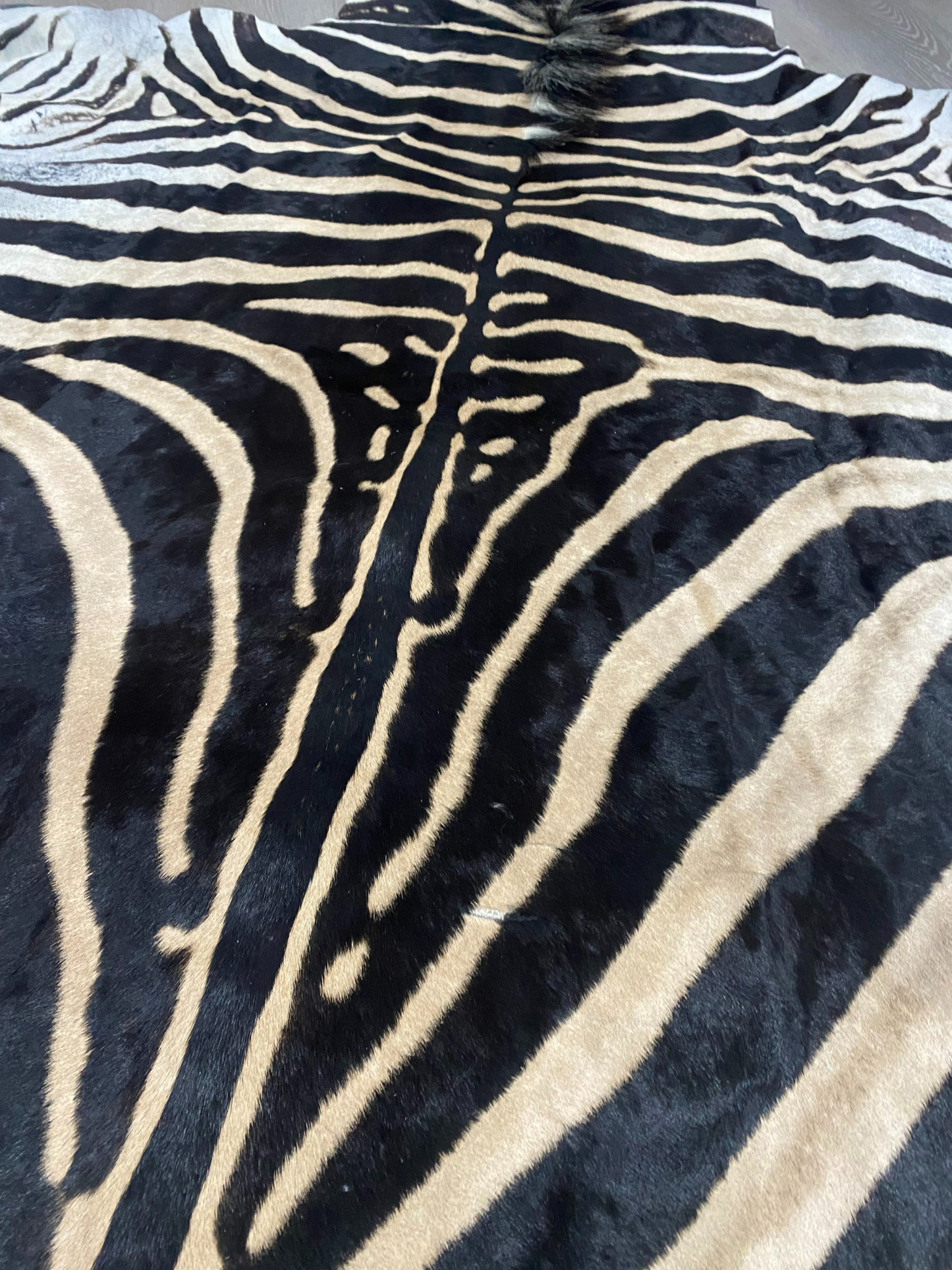 Burchell's Zebra Skin