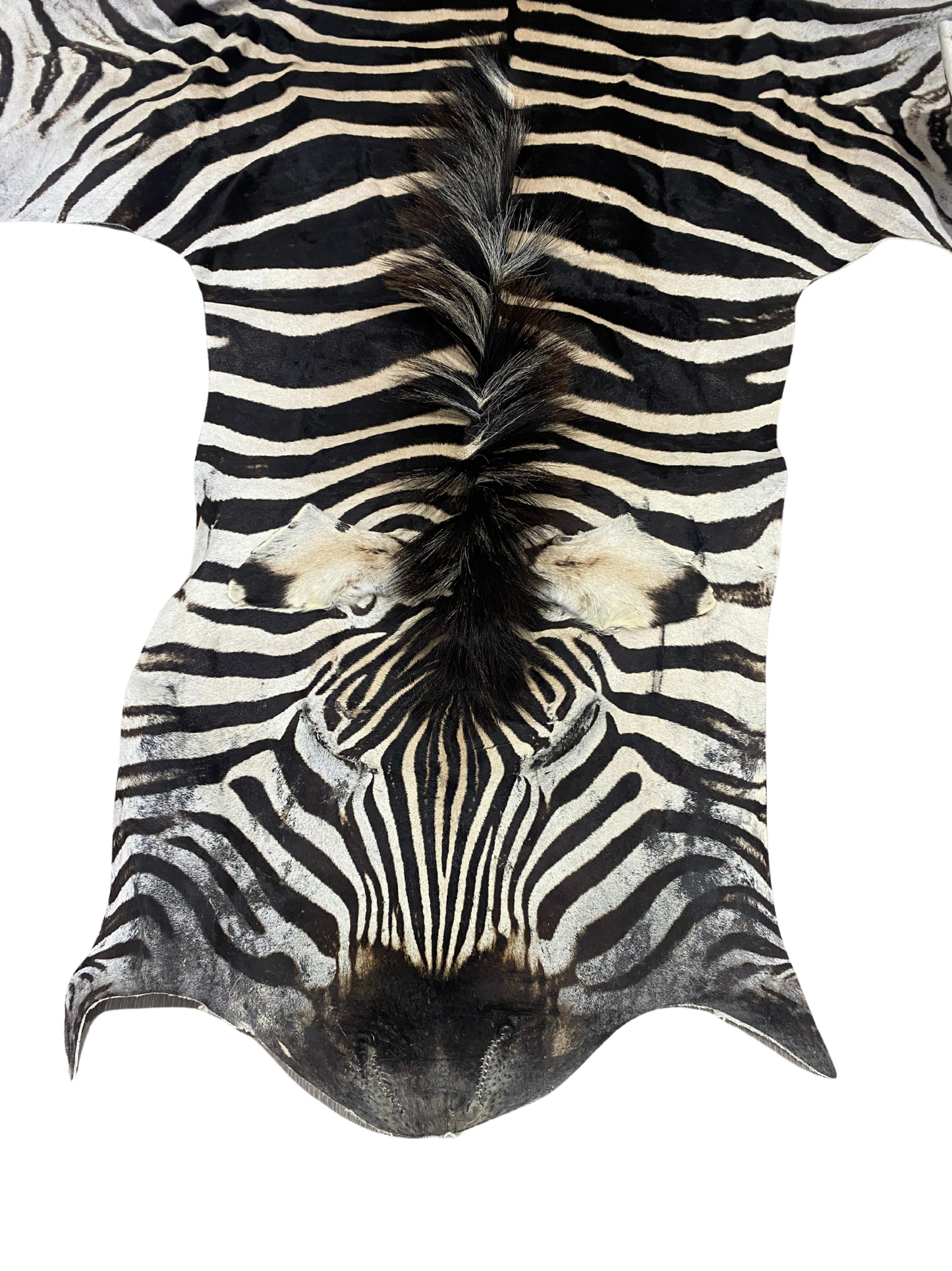 Burchell's Zebra Skin