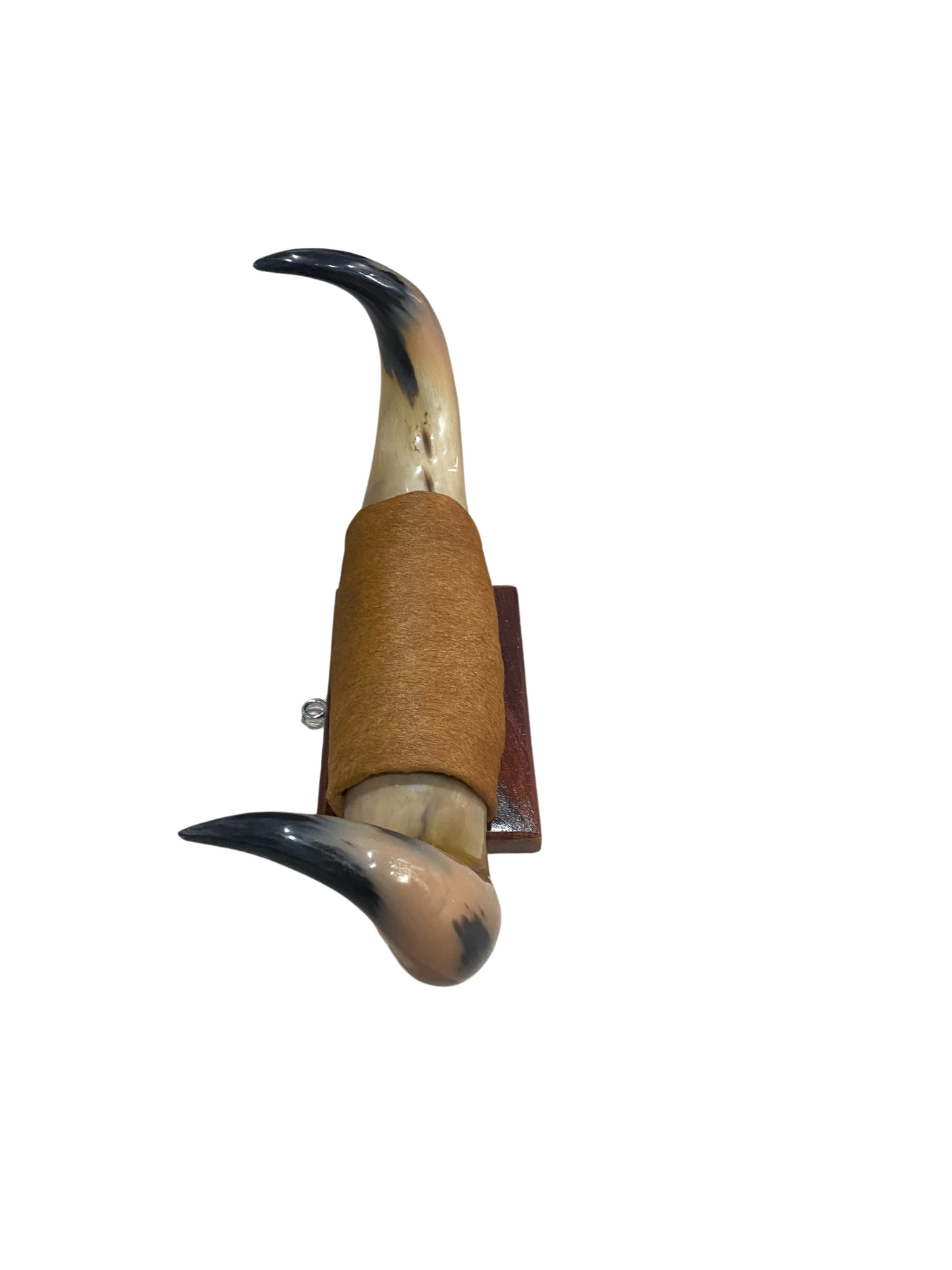 Small Polished Horns Brown