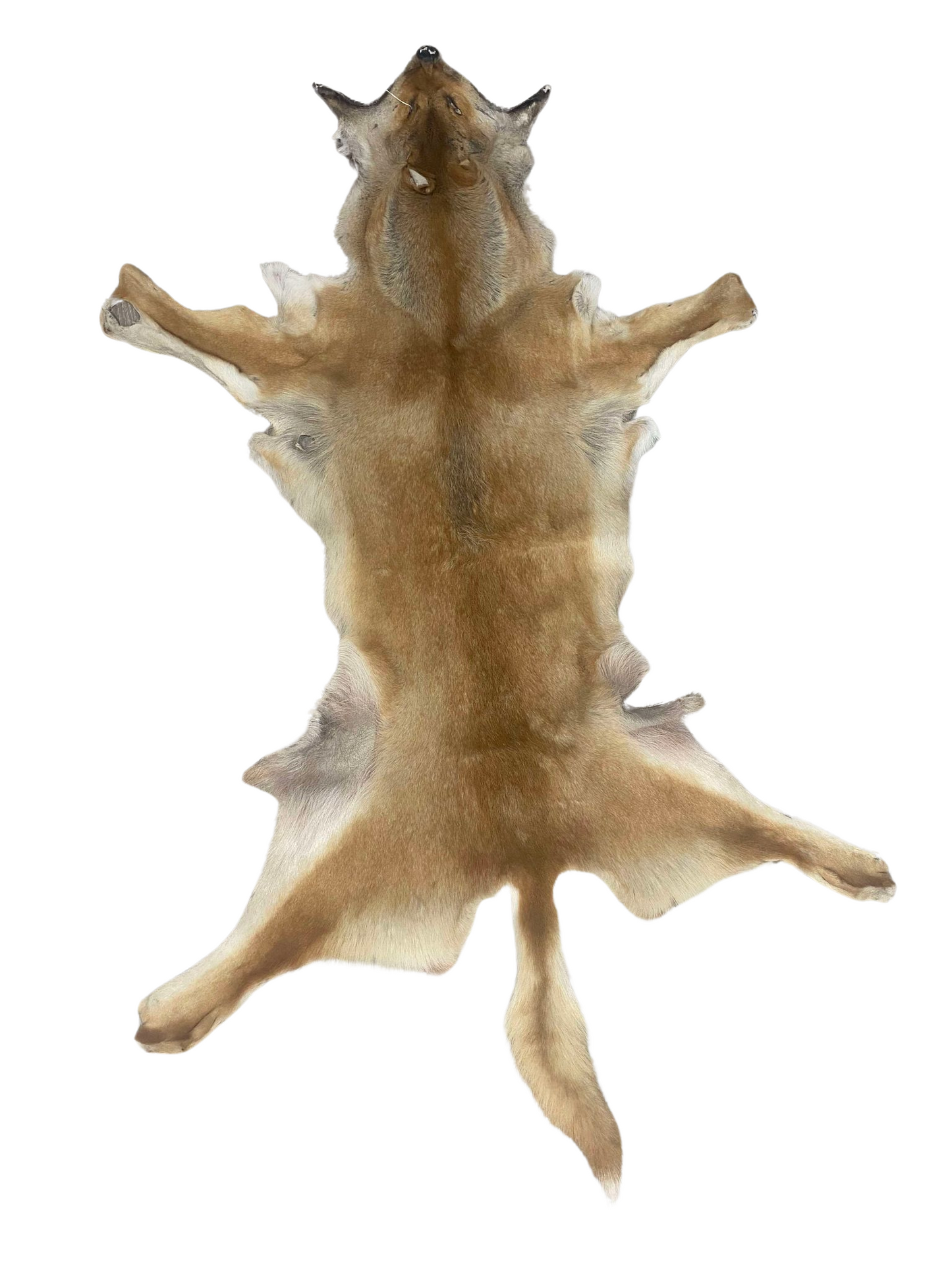 Dingo