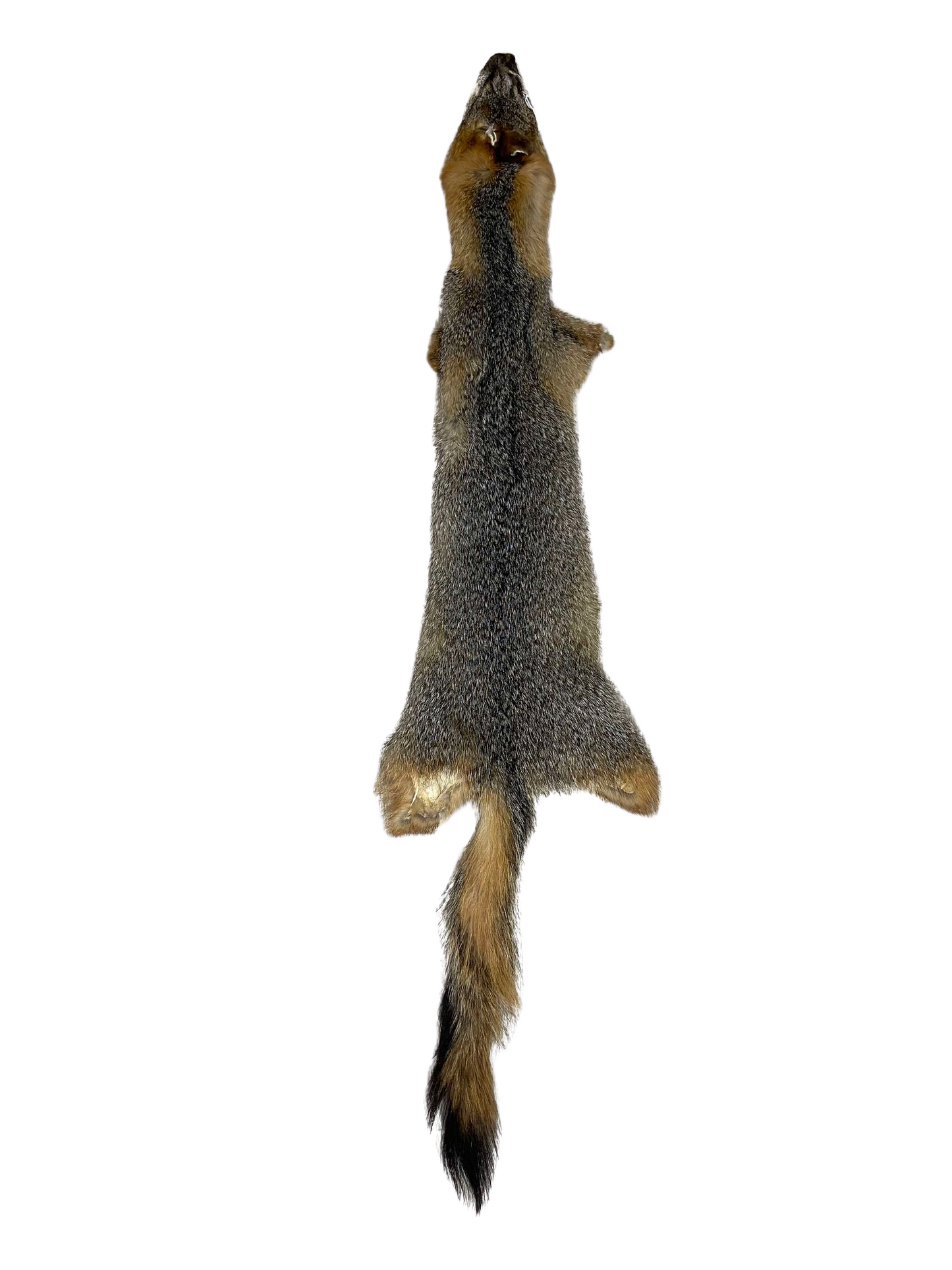 Red Grey Cross Fox