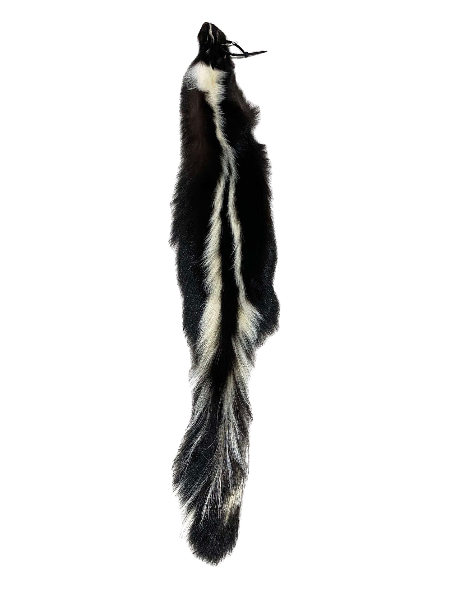 American Skunk