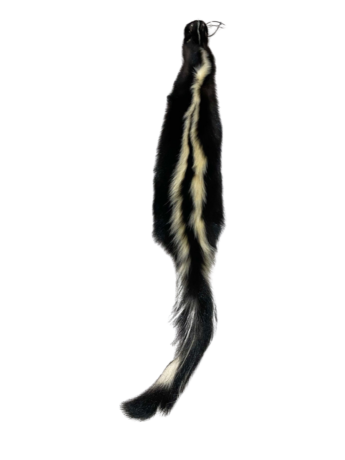 American Skunk