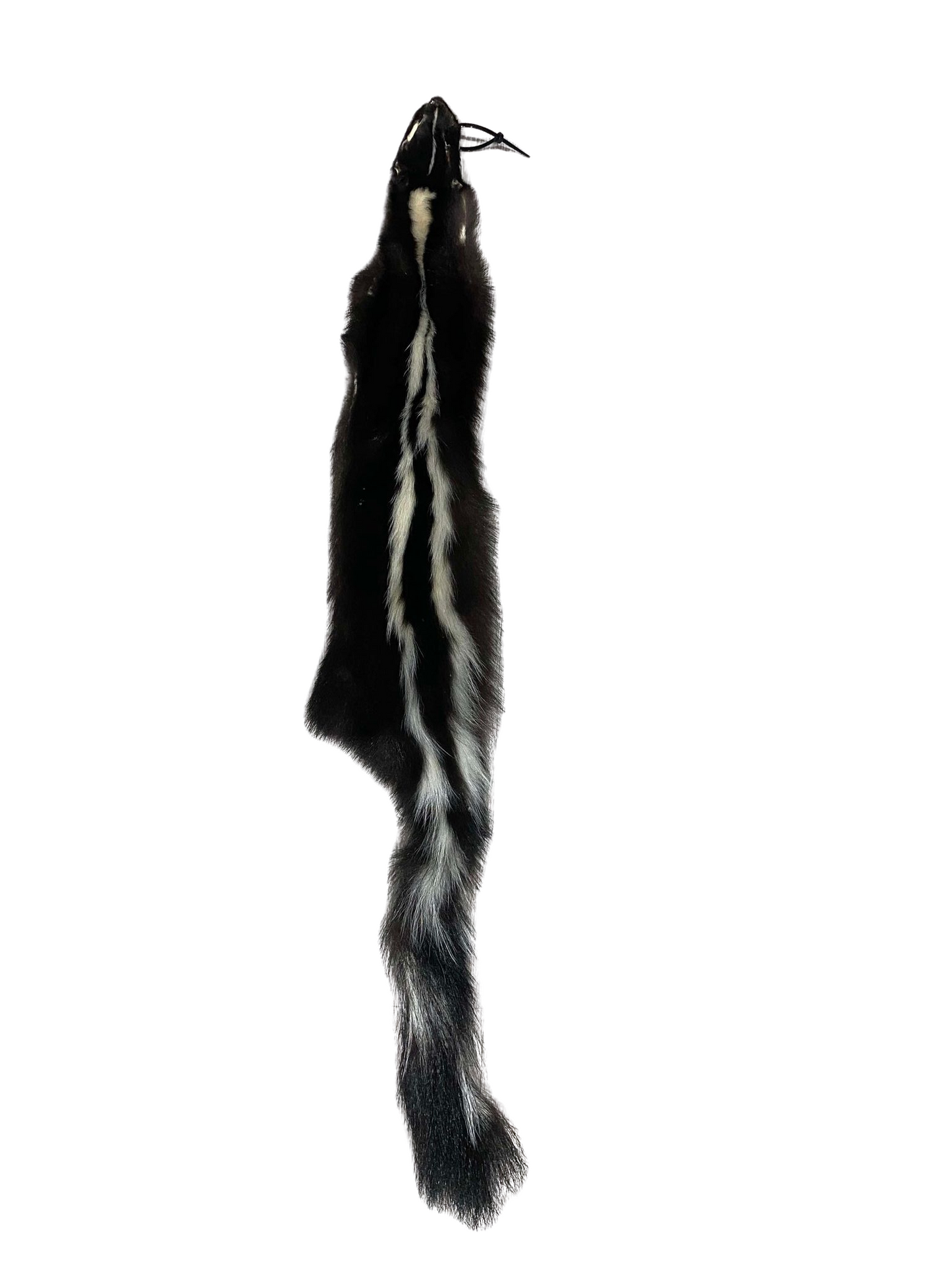 American Skunk