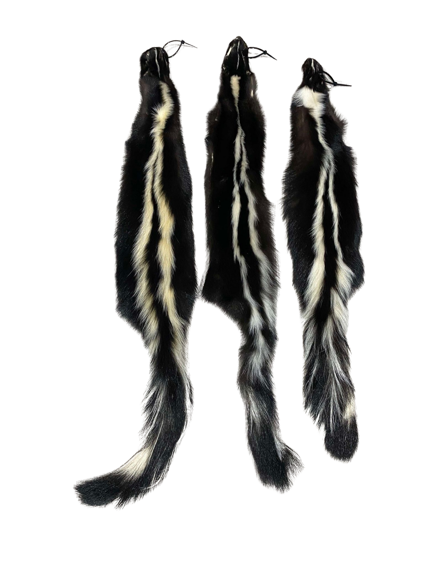 American Skunk