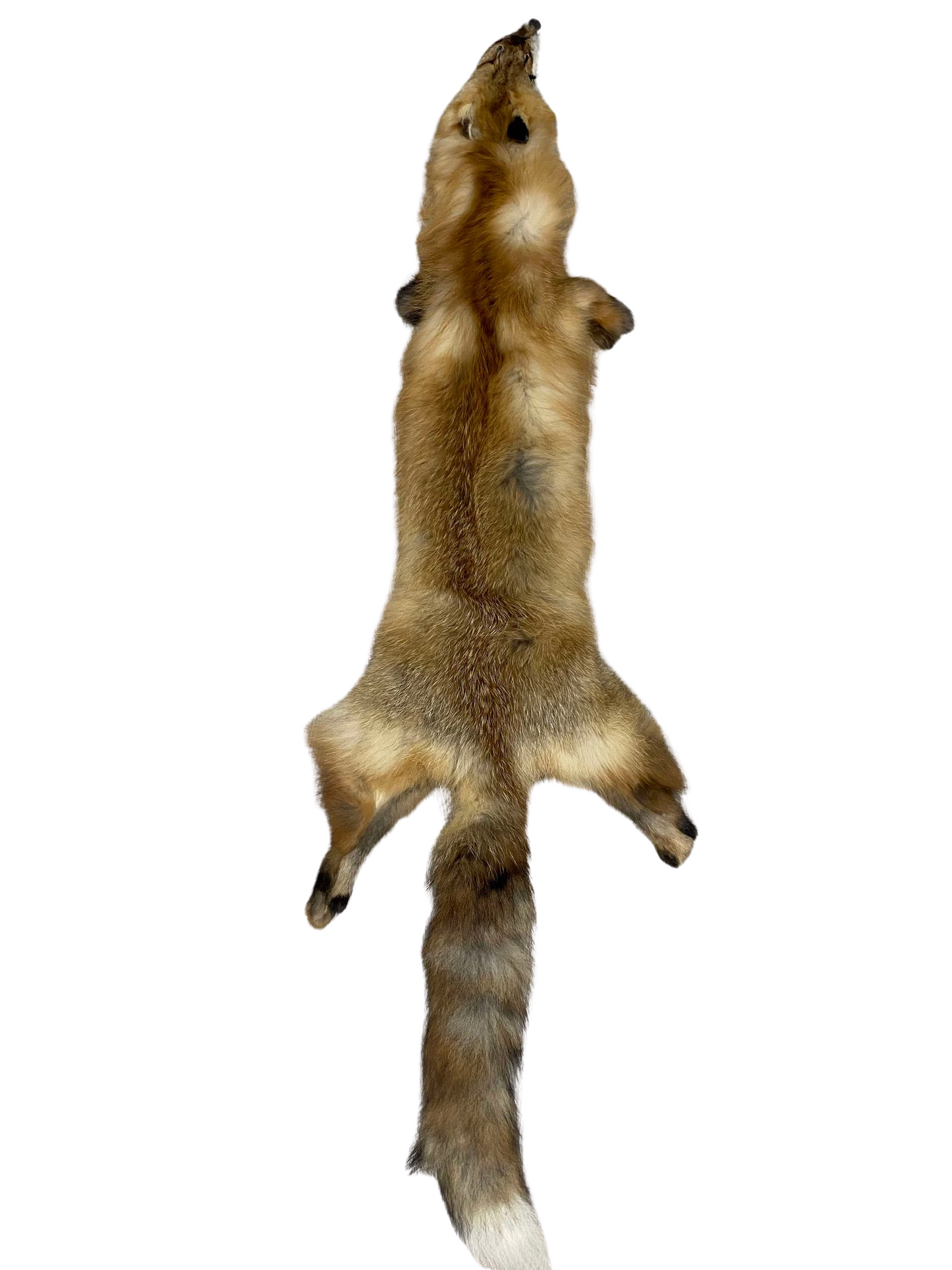 American Red Fox