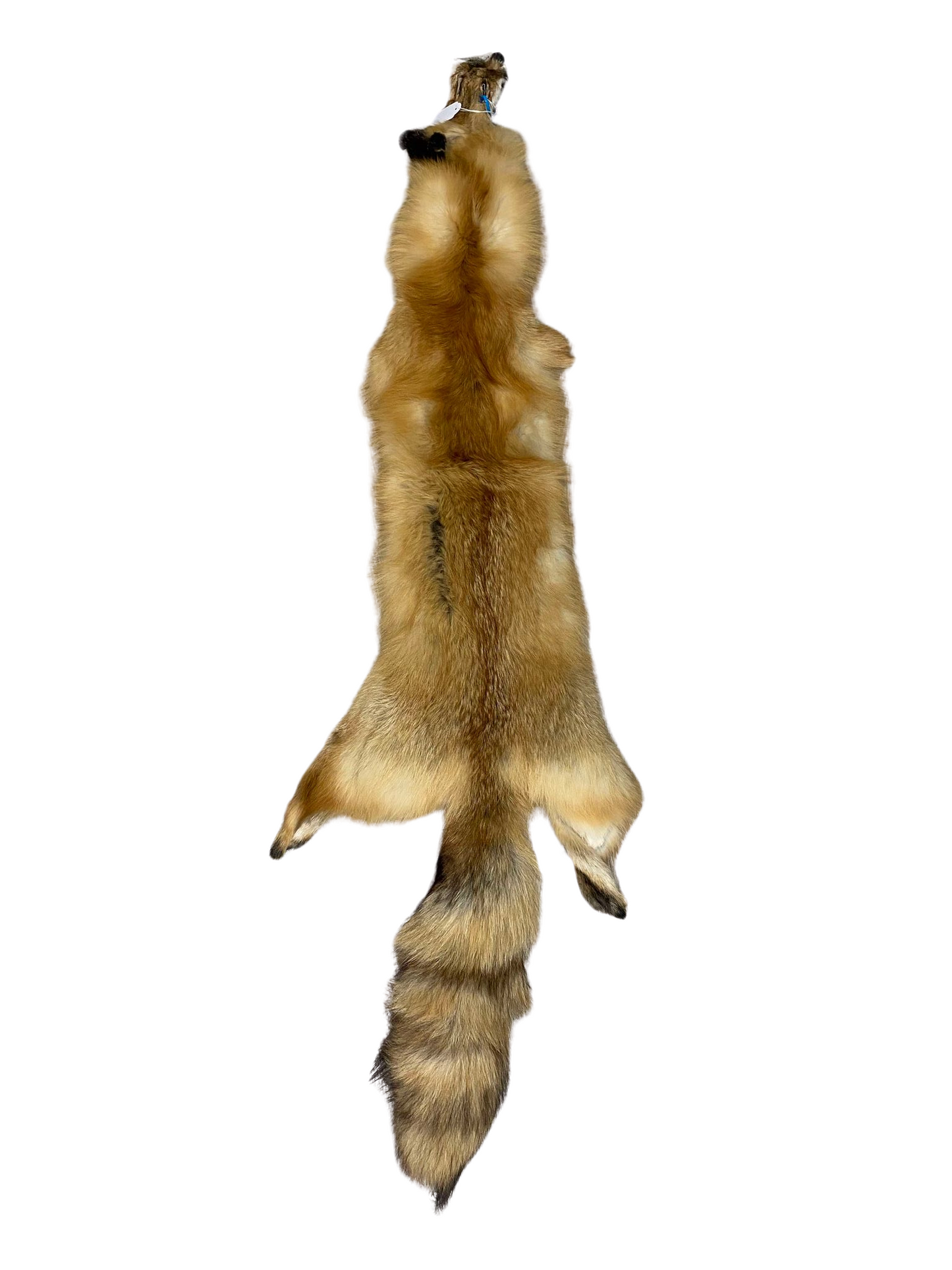 American Red Fox