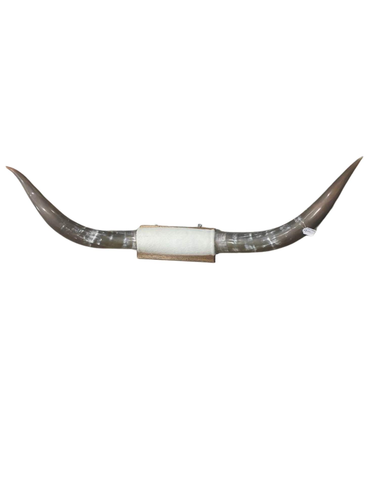 XXL Horns White Hide