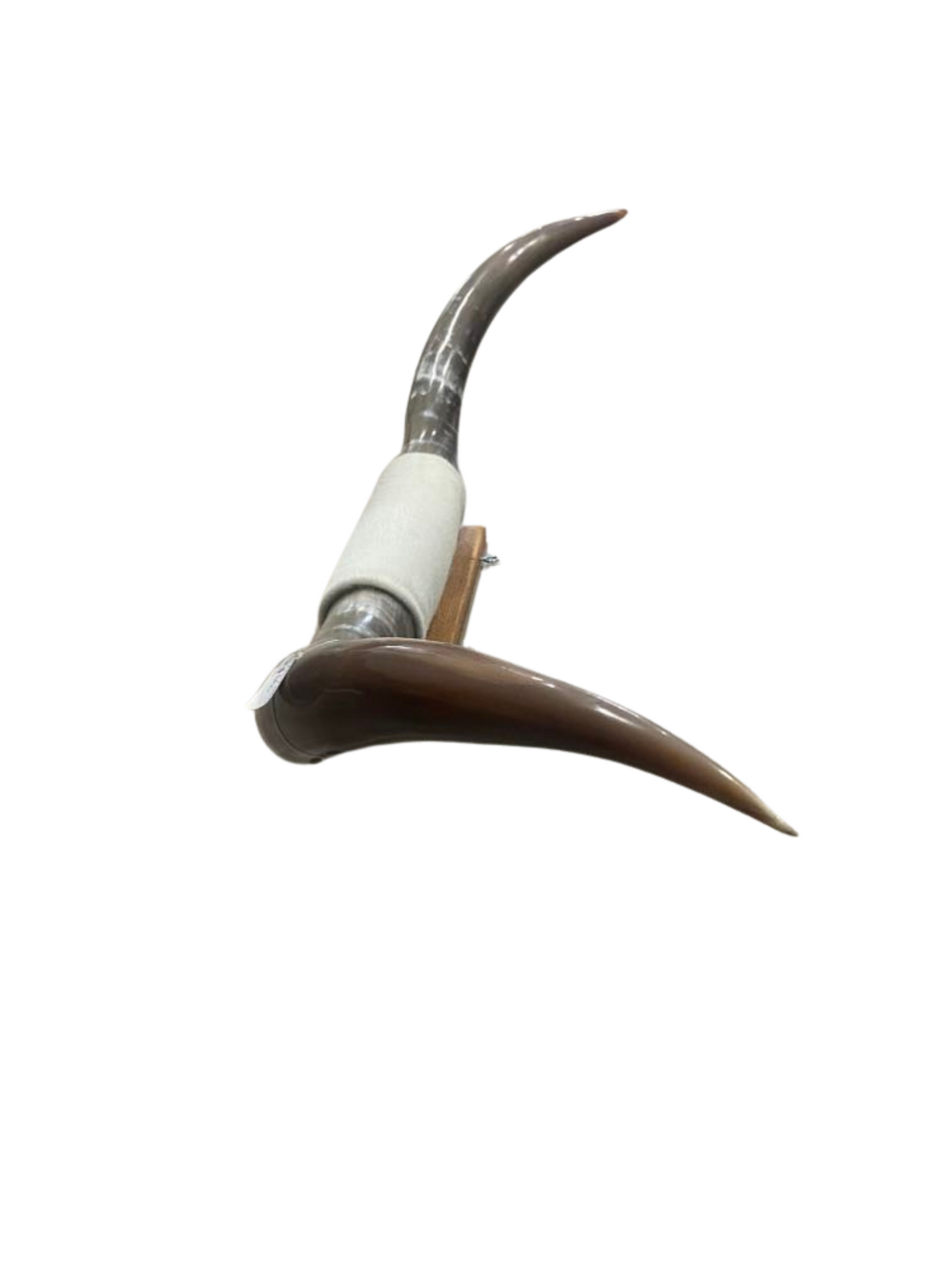 XXL Horns White Hide