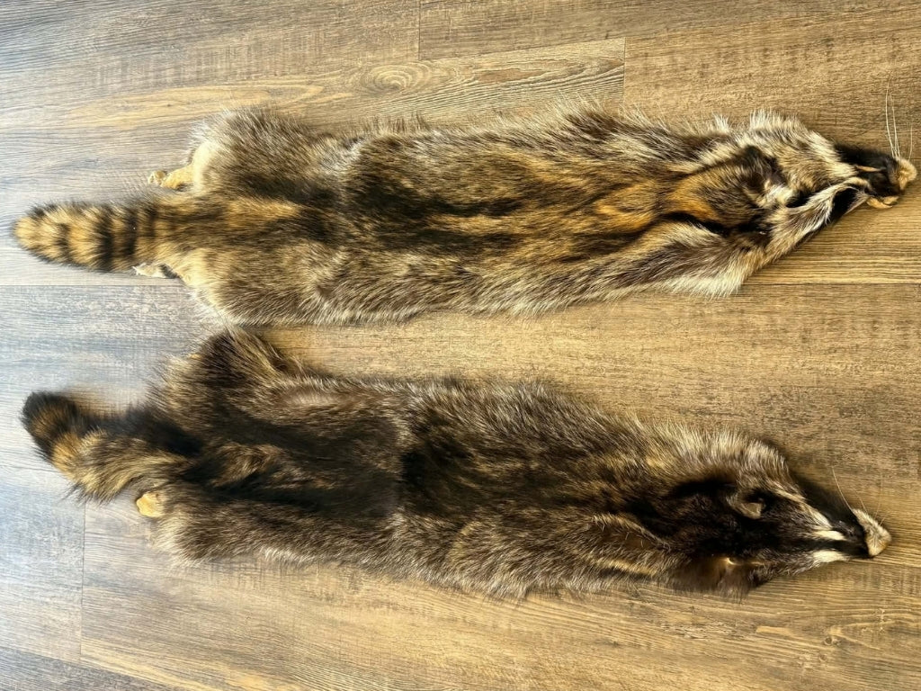 Raccoon