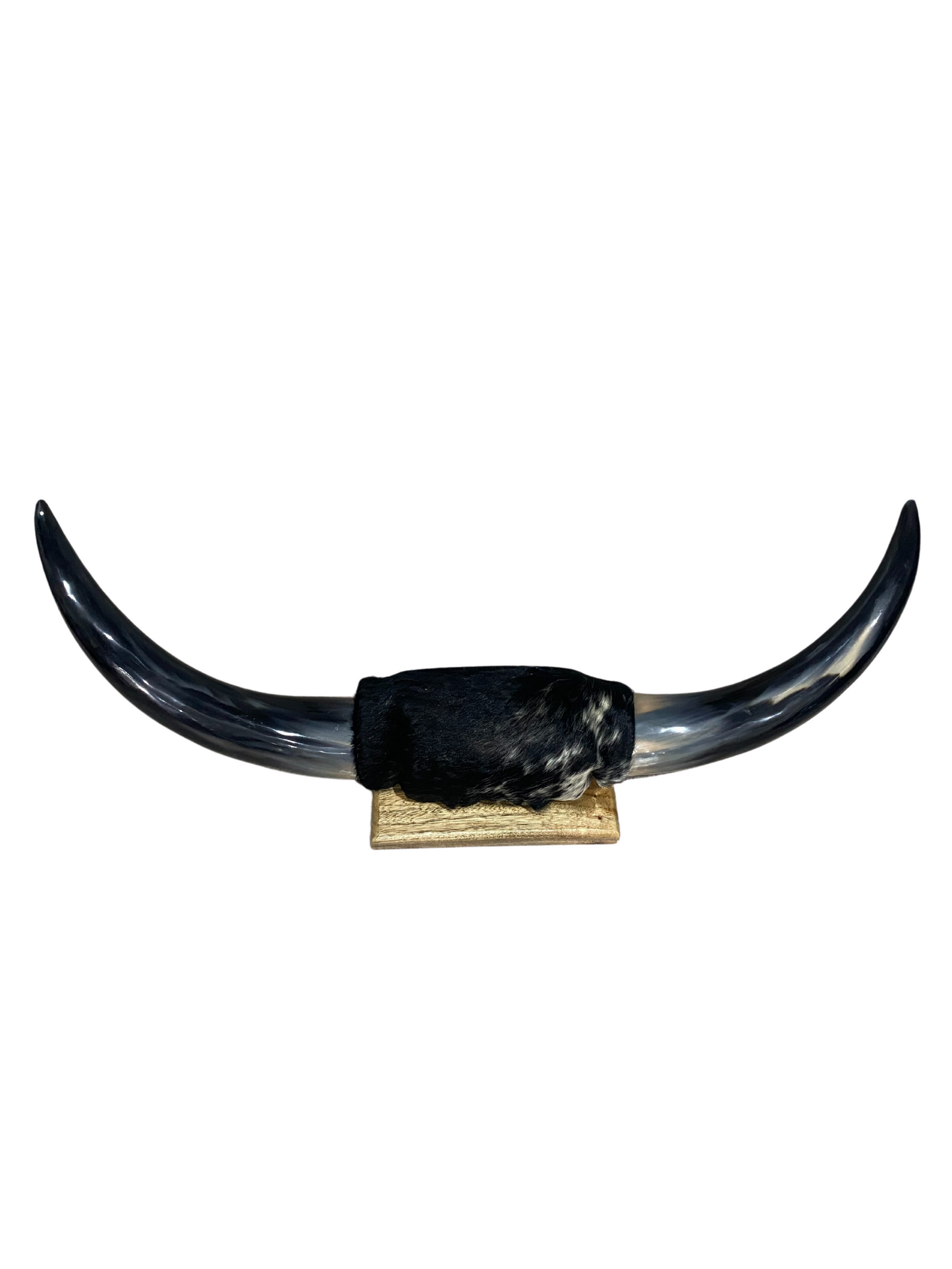 Small Polished Horns