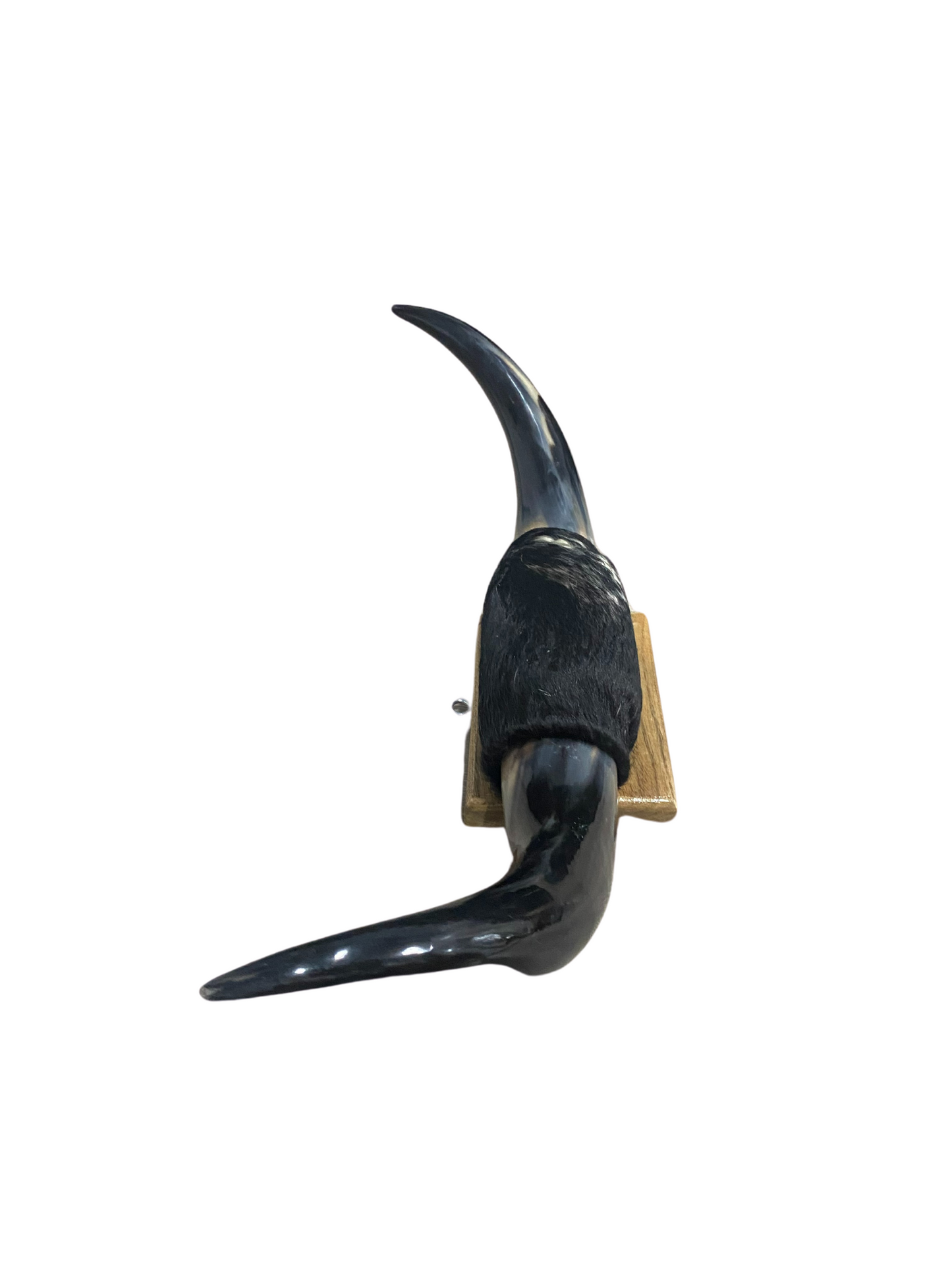 Small Polished Horns
