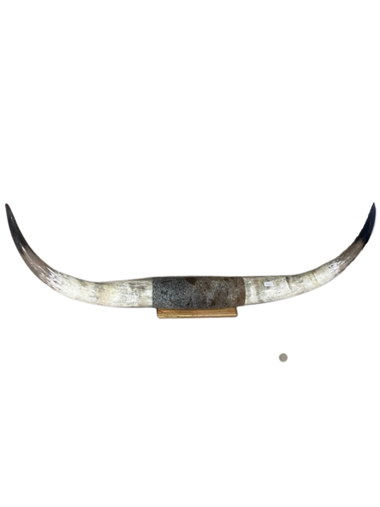 XXL Horns Speckle Hide