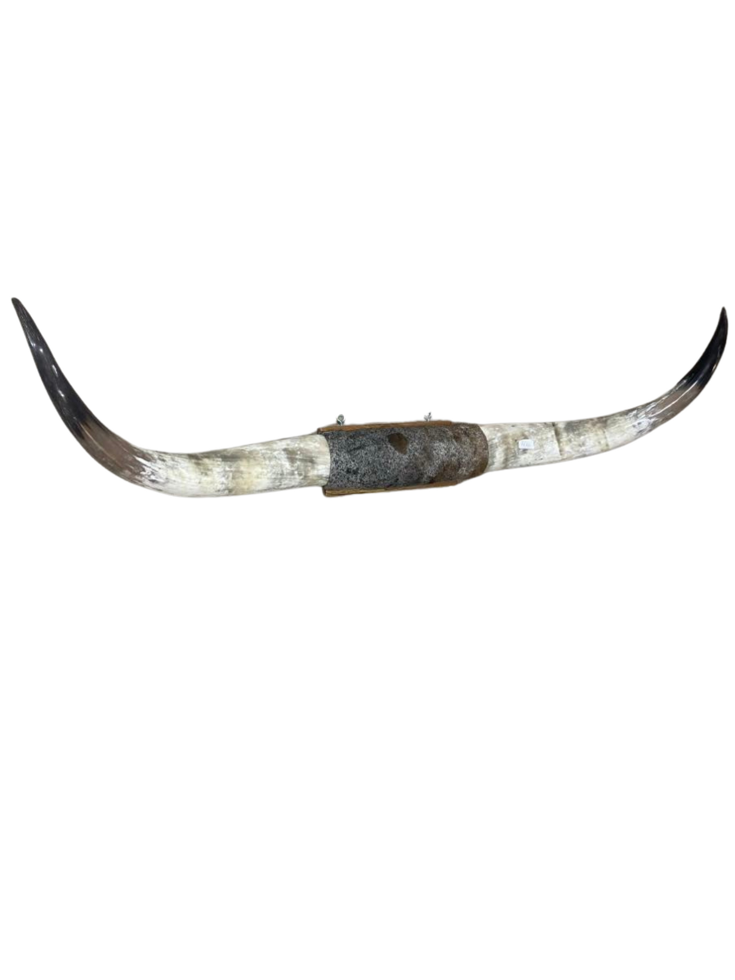 XXL Horns Speckle Hide