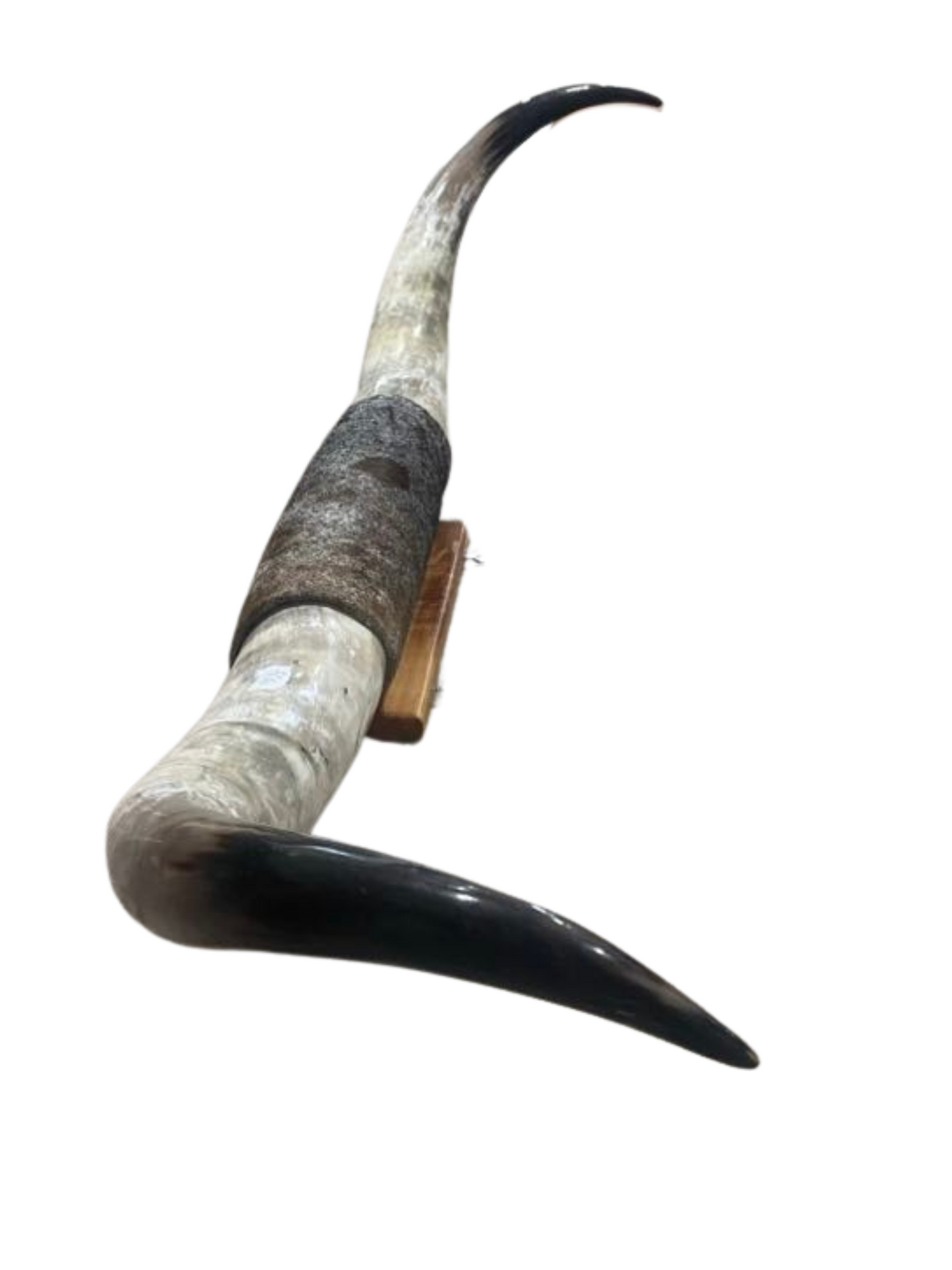 XXL Horns Speckle Hide