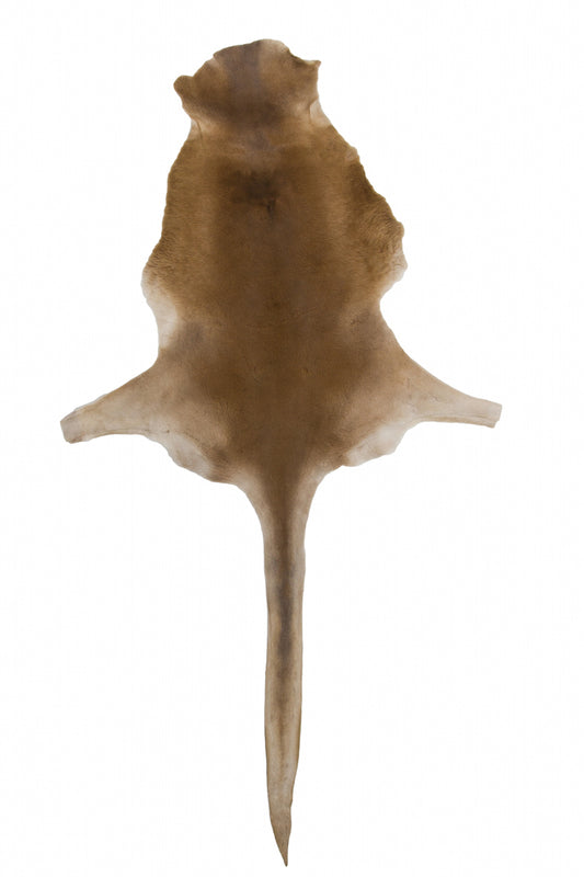 Red Kangaroo Skin