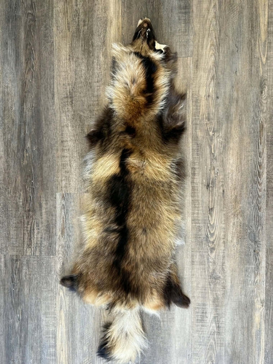 Raccoon Dog