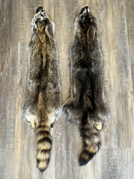 Raccoon