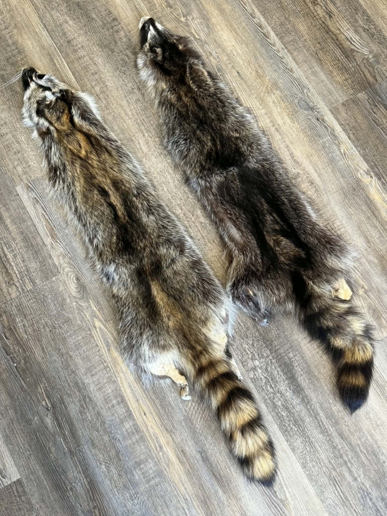 Raccoon
