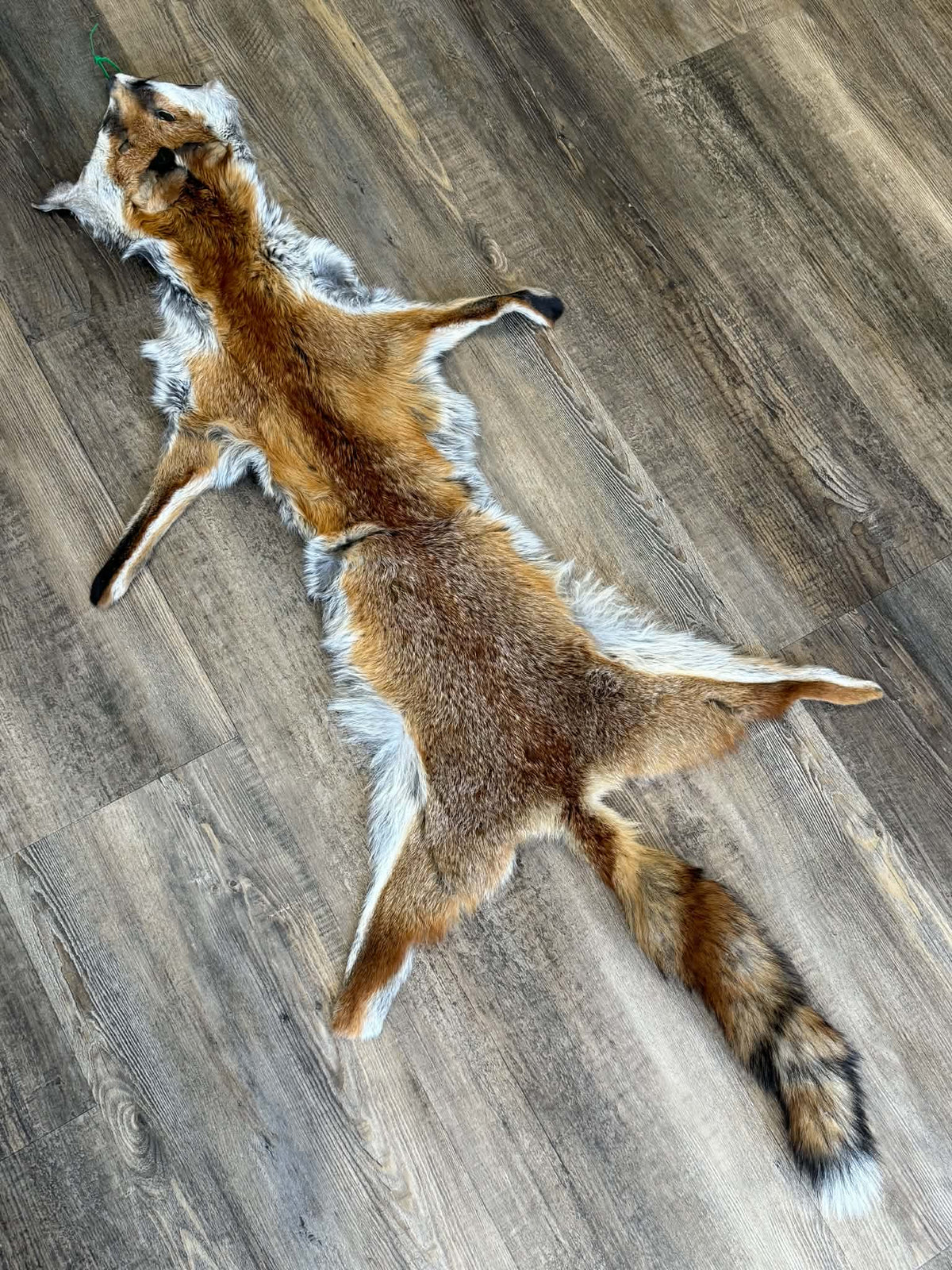 Australian Red Fox